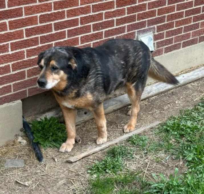Photo of Smokey