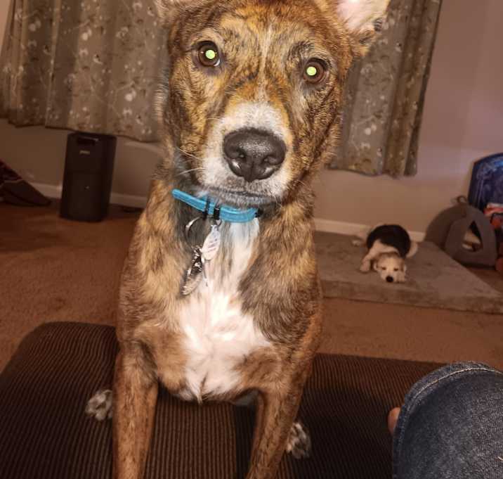 Photo of Tigger