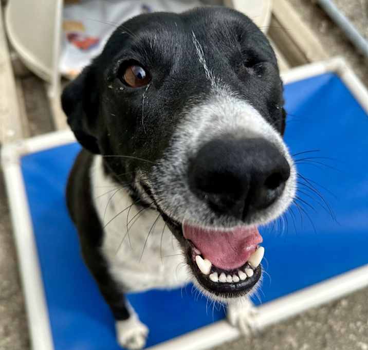 Photo of Iris