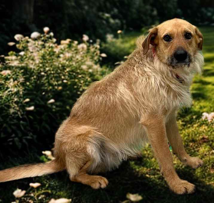 Photo of Alf