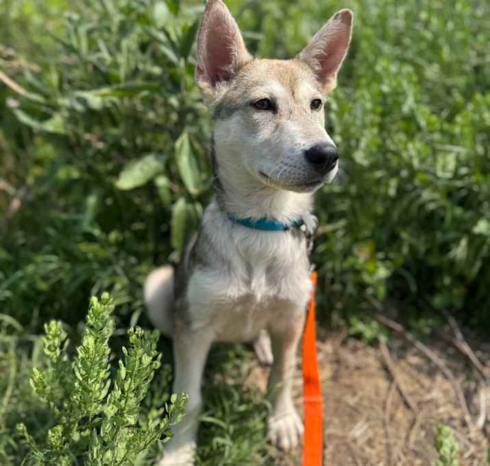 Photo of Yukon