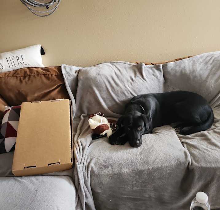 Photo of Missy