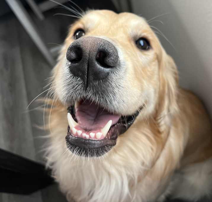 Photo of Obi