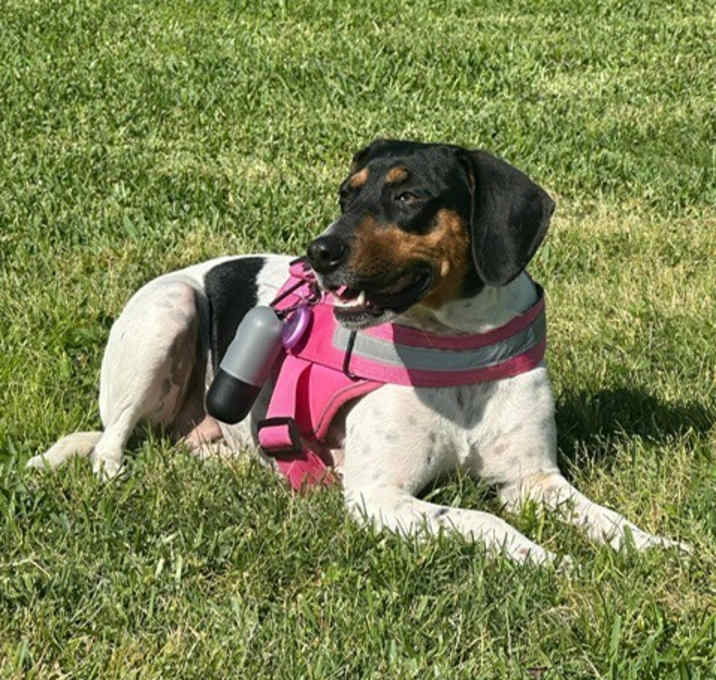 Photo of Lily