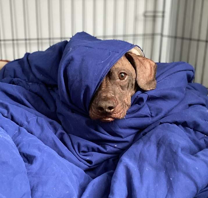 Photo of Raisin