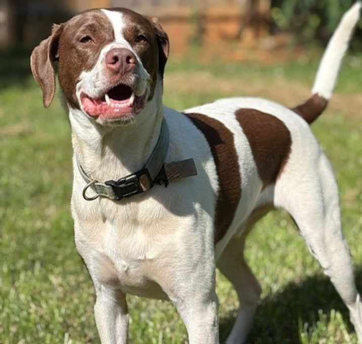 Photo of Colt