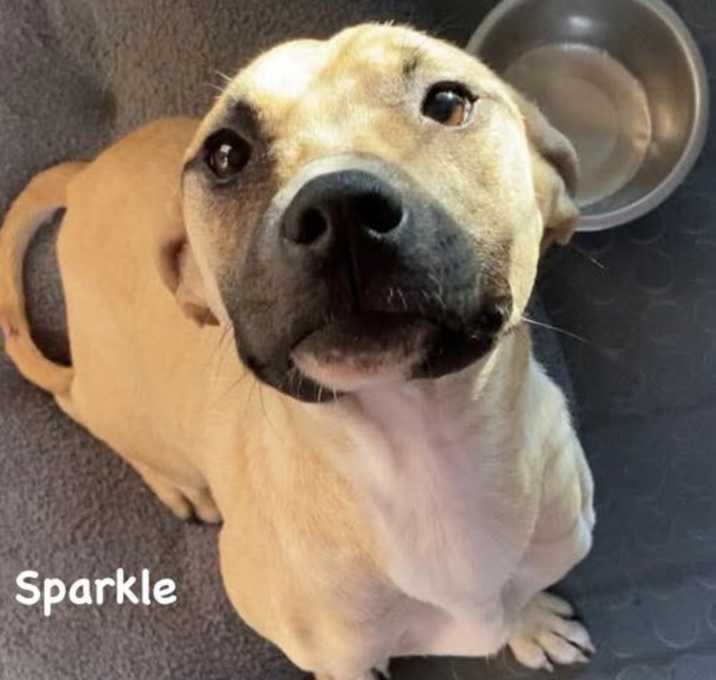 Photo of Sparkle