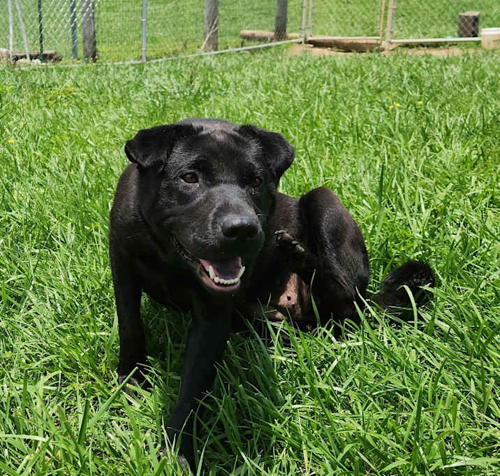 Photo of Spaghetti-Adoptable Awaiting S/N