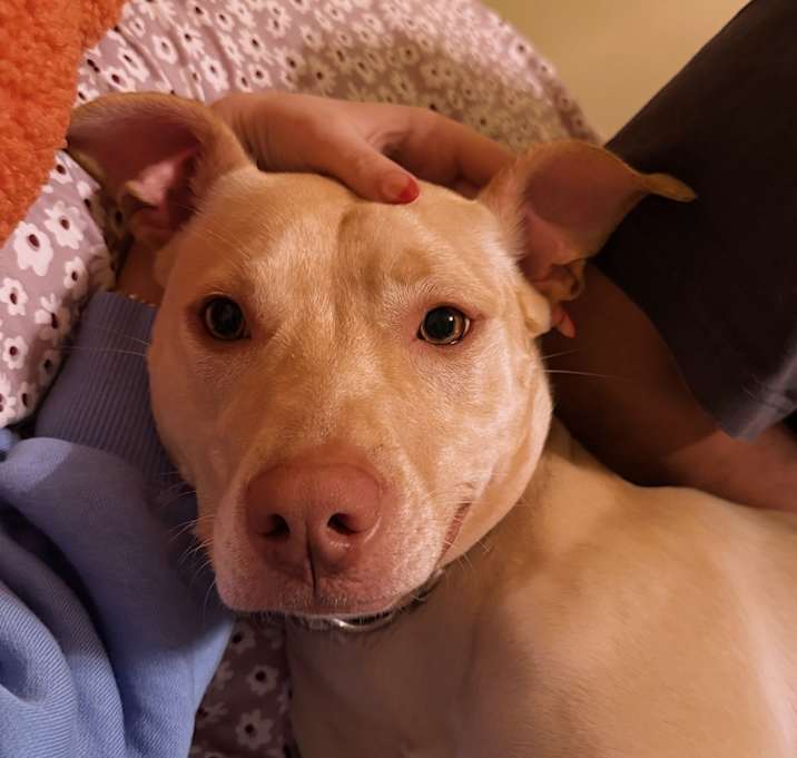 Photo of Bella