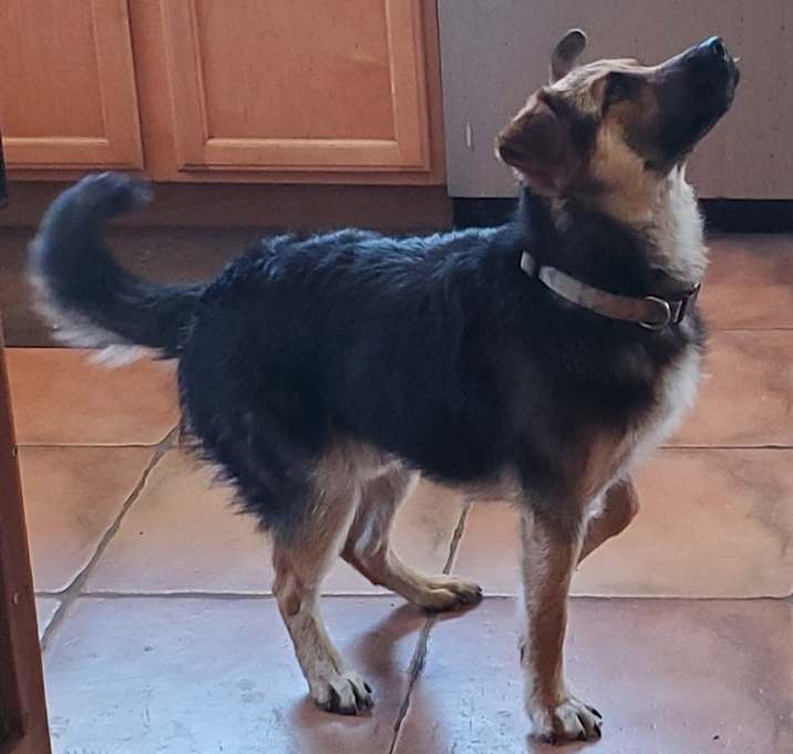 Photo of Raptor