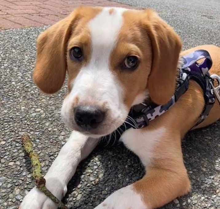 Photo of Goose