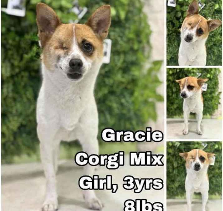 Photo of Gracie from Korea