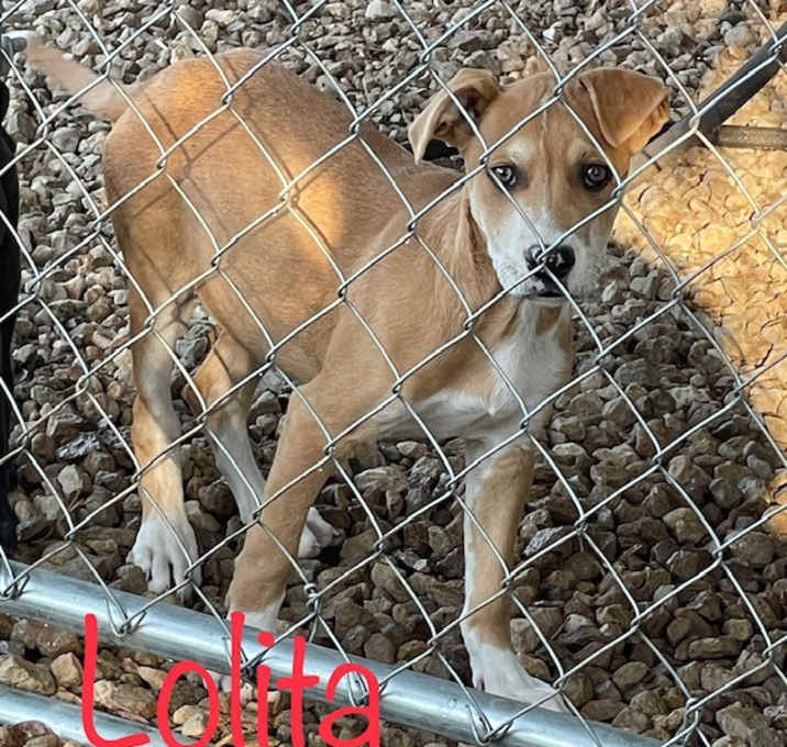 Photo of Lolita