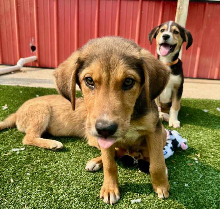 Photo of Wrangler
