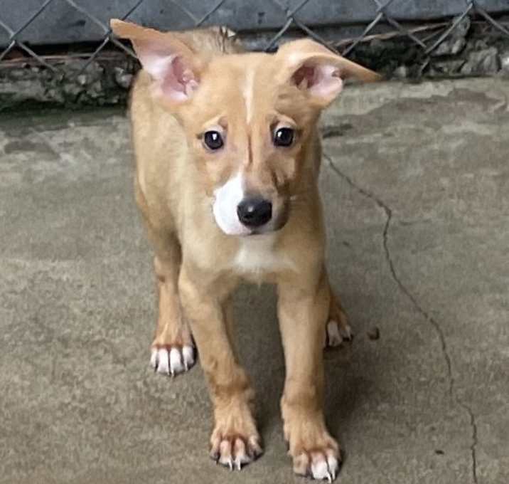 Photo of The M Pups