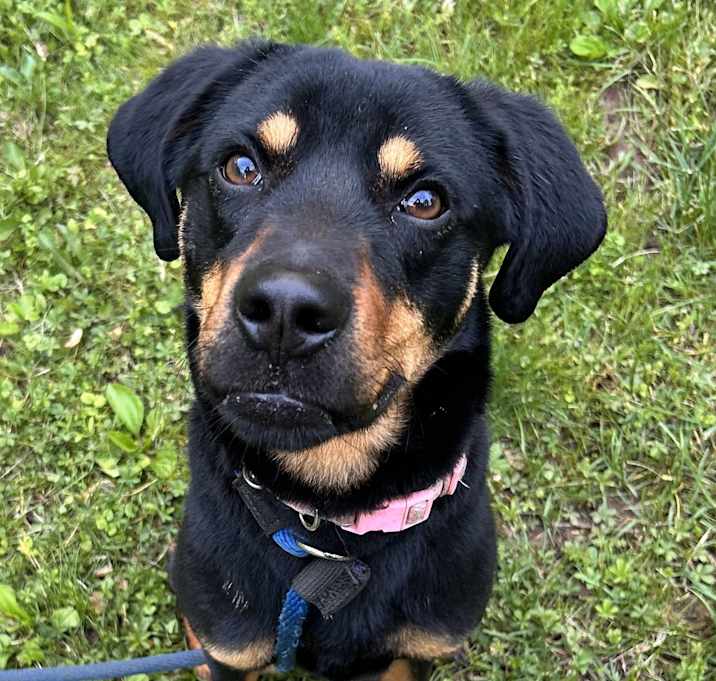 Photo of Oscar