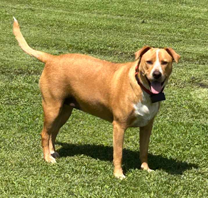 Photo of Ginger