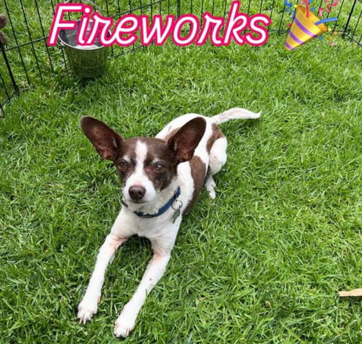 Photo of Fireworks