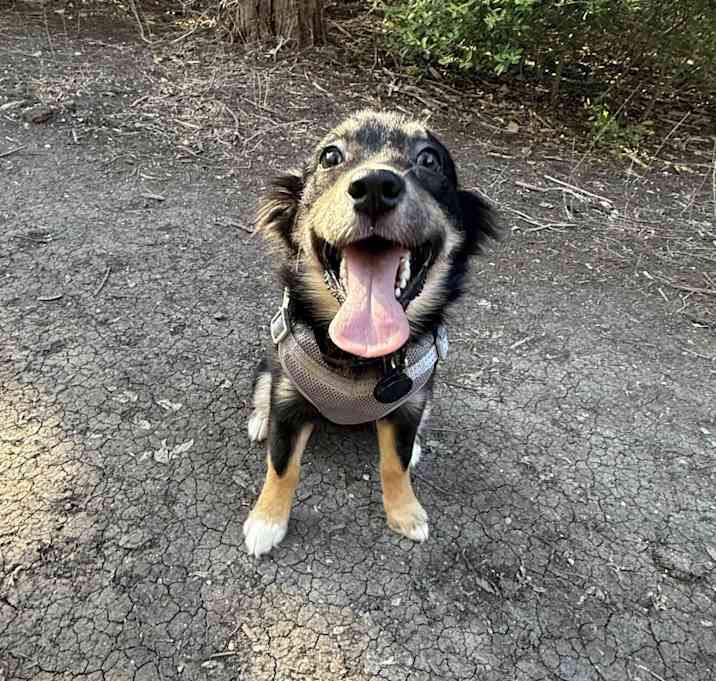 Photo of Bear