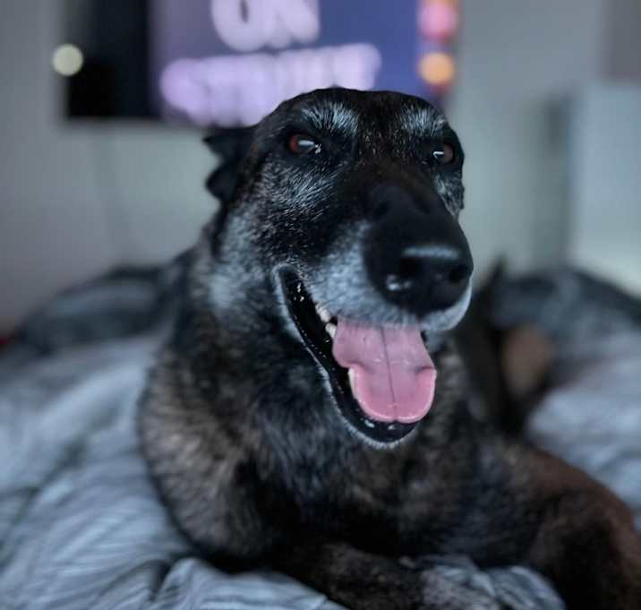 Photo of Khaleesi