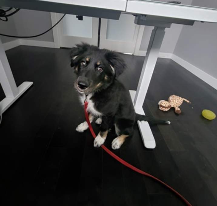 Photo of Olive