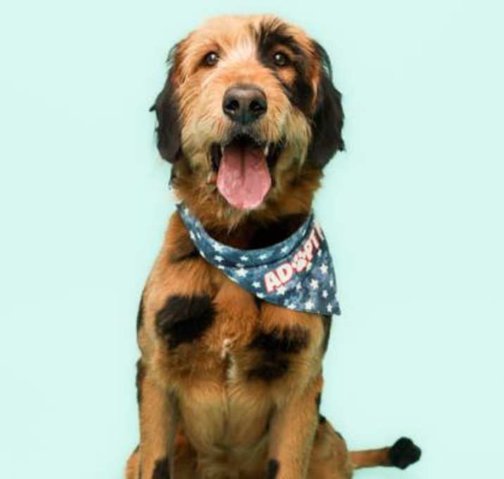 Photo of 88915 Scruffy