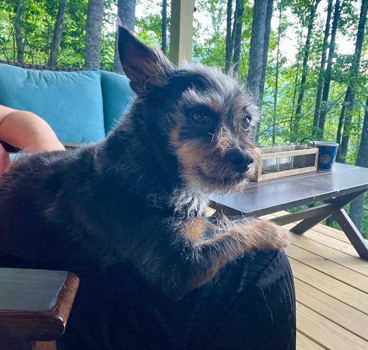 Photo of Dexter