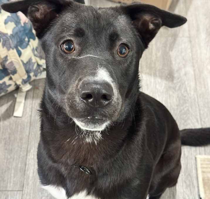 Photo of Roscoe