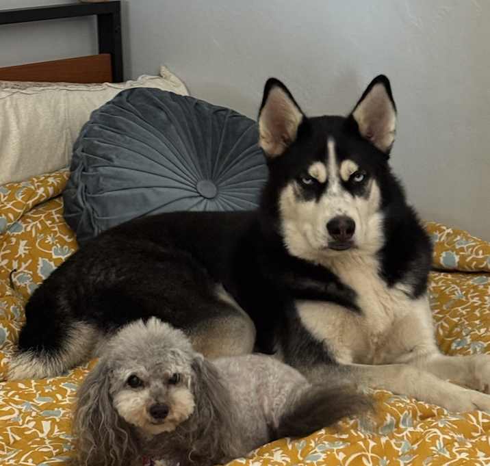 Photo of Buck