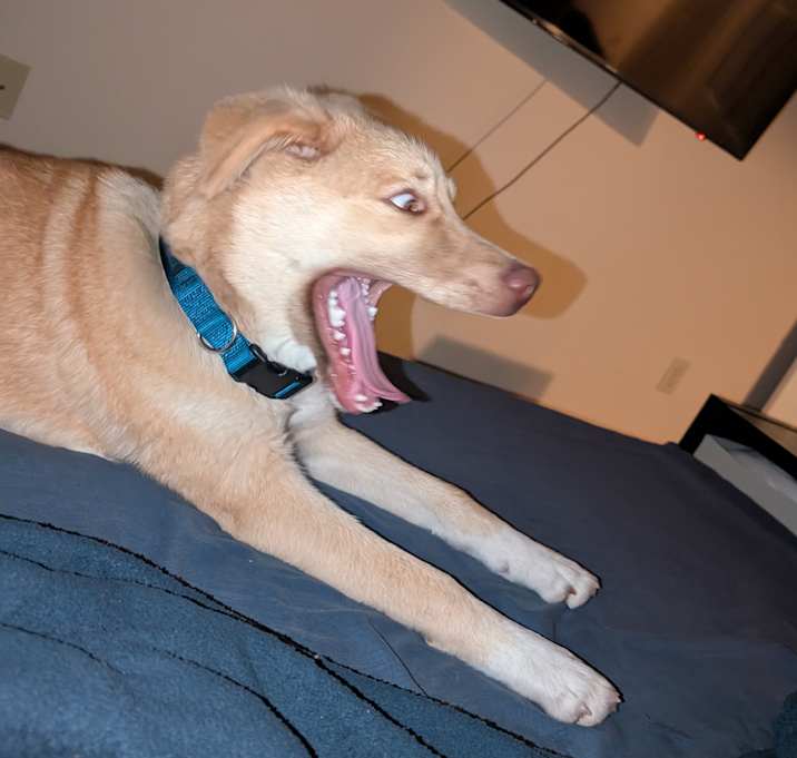 Photo of Charlie