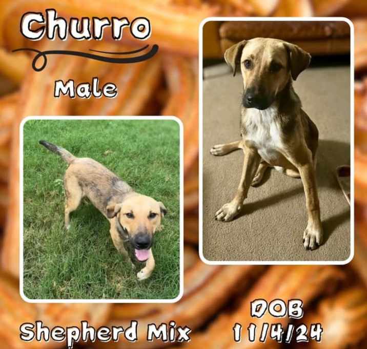 Photo of Churro