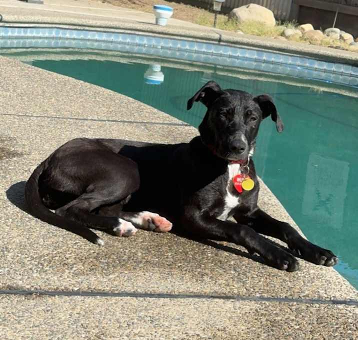 Photo of Willow