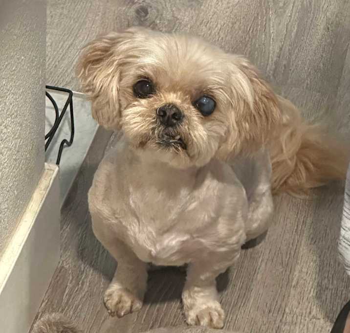 Photo of Coco