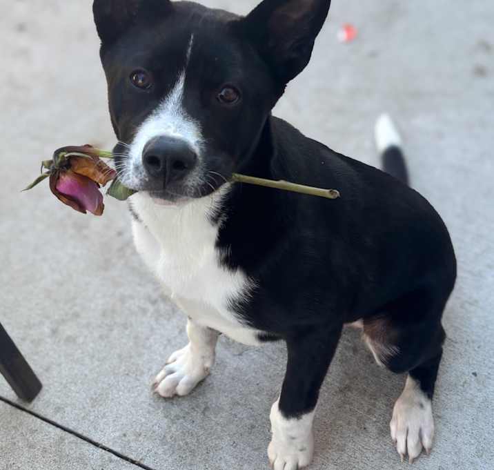 Photo of Bucky