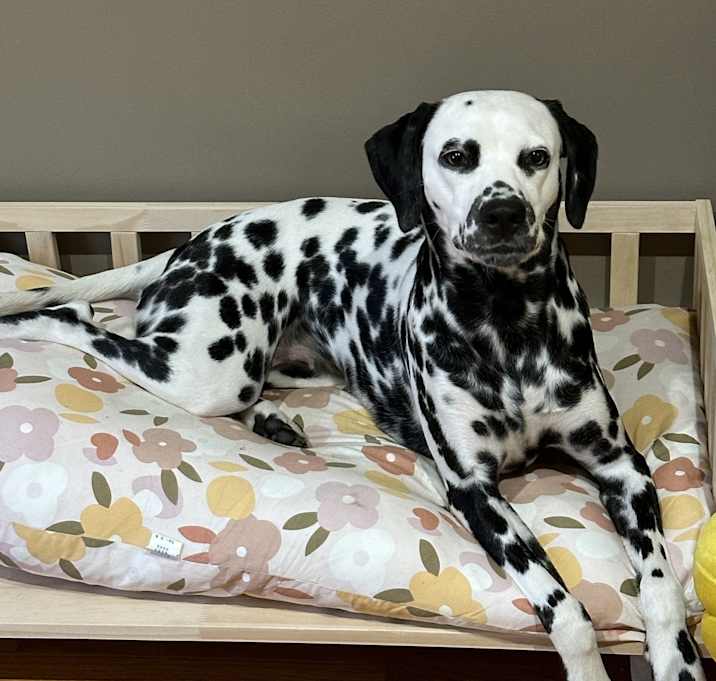 Photo of Luna