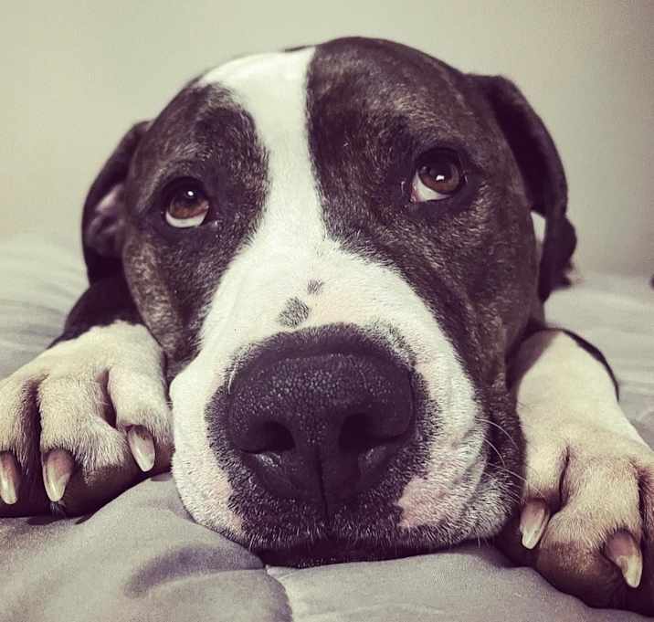 Photo of Louie