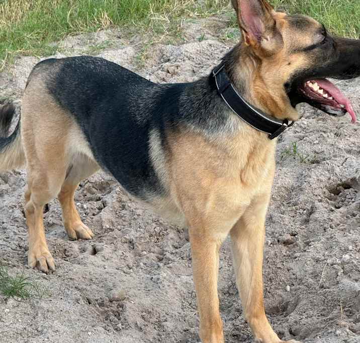 Photo of Bailey