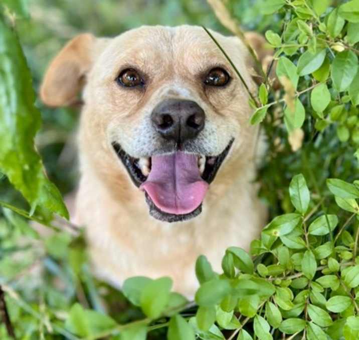 Photo of Milo