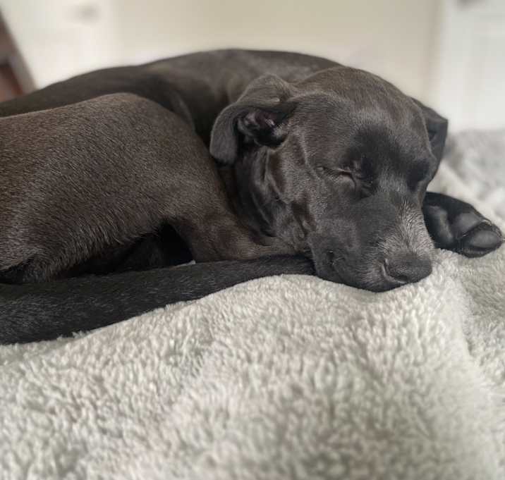 Photo of Piper