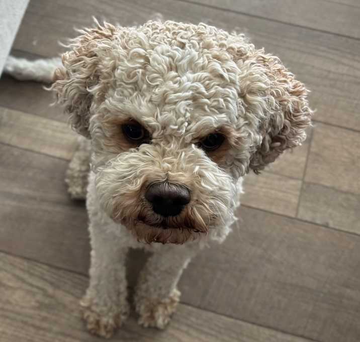 Photo of Teddy
