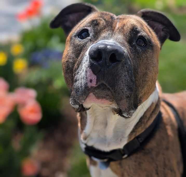 Photo of Chubbs