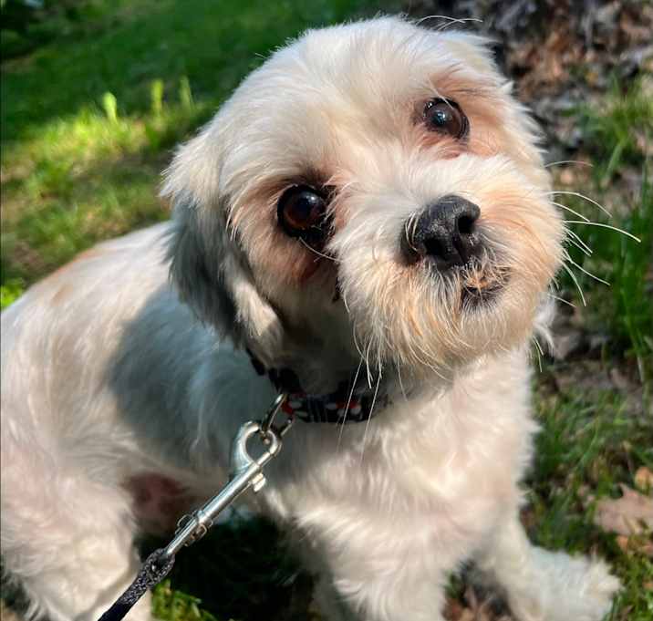 Photo of Annie-Apso Annie-Apso
