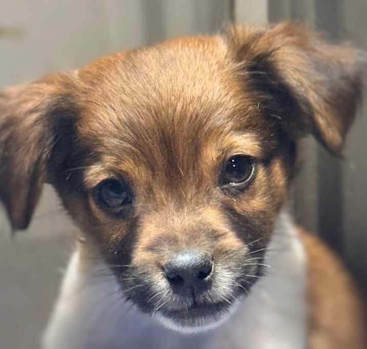 Photo of CLIPPER