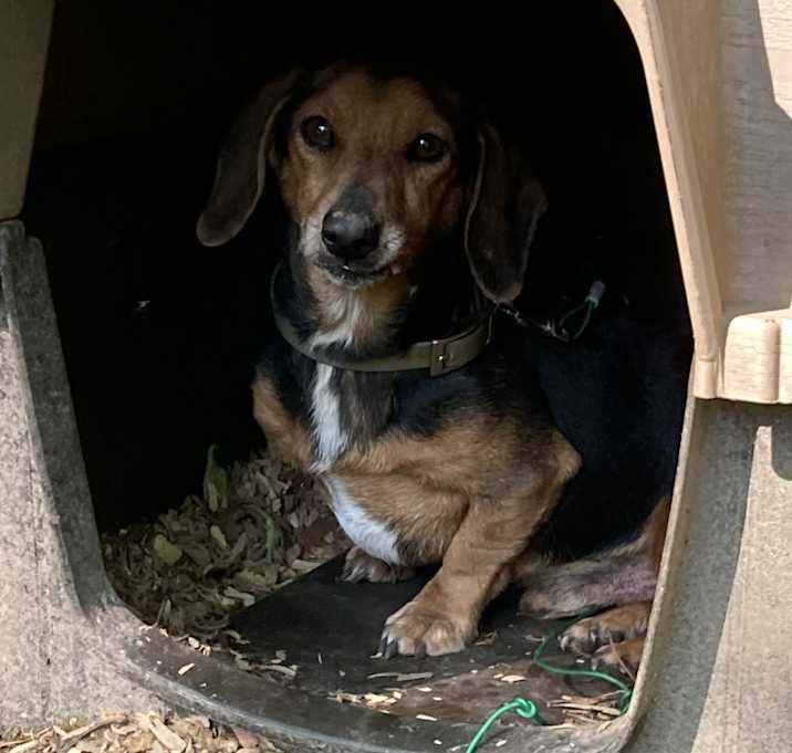 Photo of Joey