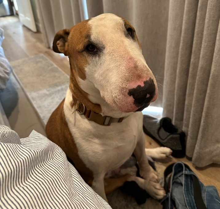 Photo of Canelo