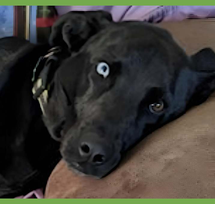 Photo of Spike