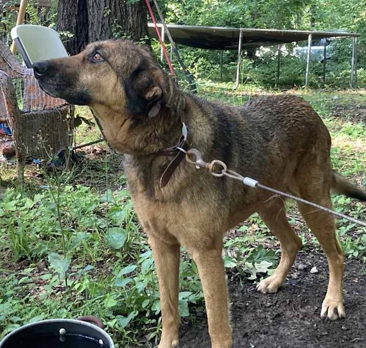 Photo of Bear