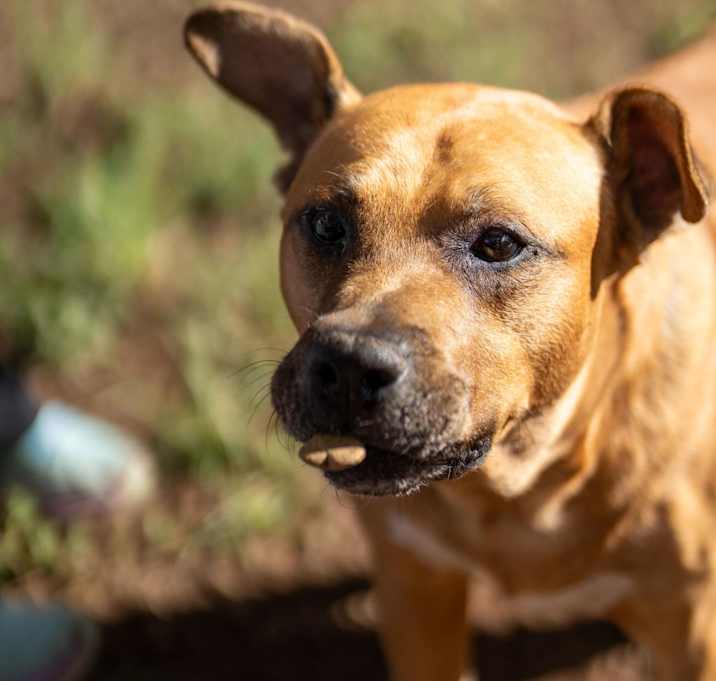 Photo of Duke