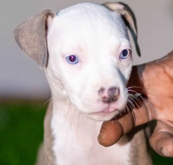 Photo of Purple Pitty Puppies