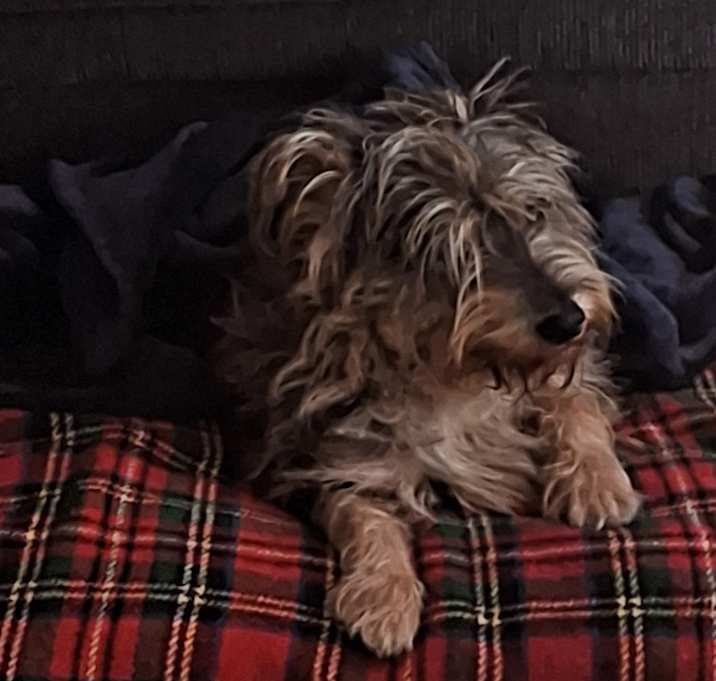 Photo of ROSKODOG
